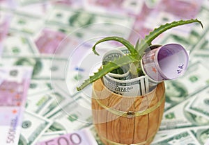 Green plant and money in barrel