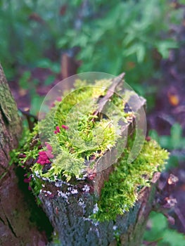 green plant or moss growing on the roots of a tree is very beautiful and aesthetic