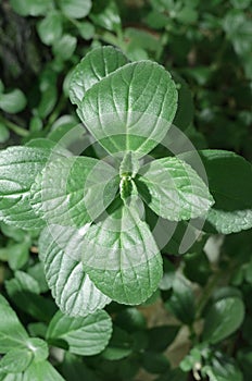 Green plant named Boldo da Terra