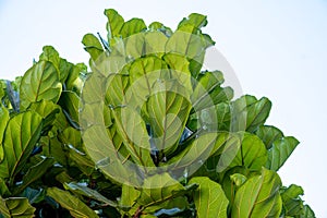 Green plant with a natural bottom view