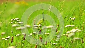 Green Plant in Nature