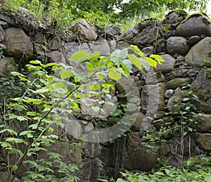 Green plant on Old stone wall close-up