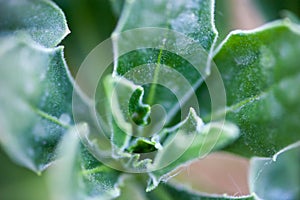 Green plant opening