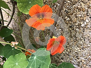 The green plant at public garden and orange flower.. Mallorca photo
