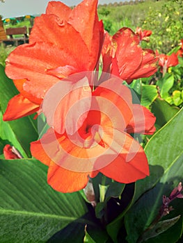 Green plant with orange flowers