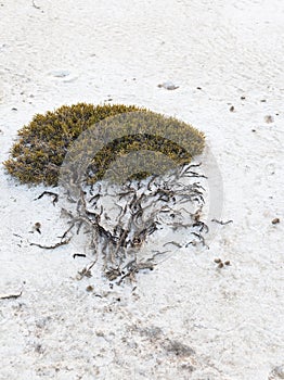 Green plant on parched ground