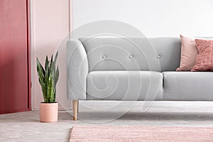 Pastel pink pot next to grey comfortable sofa with pillows in minimal scandinavian living room, real photo