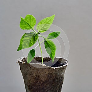 Green plant of pepper seedlings close-up in isolation against background