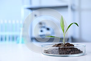 Green plant in Petri dish on table. Biological chemistry