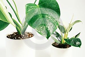 Green plant philodendron birkin and monstera in pot on white background close-up.