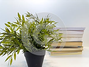 Green plant with pile of books