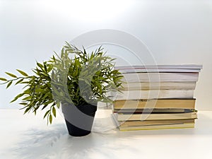 Green plant with pile of books