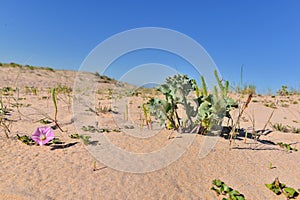 Green plant and pink flower growing in the sand