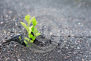 Green plant poking up through asphalt