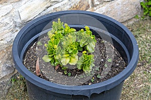 A green plant in a pot in a domestic garden