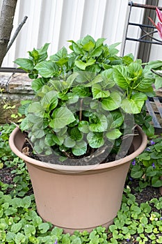 A green plant in a pot in a domestic garden