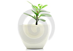 Green plant pot isolate for decoration and interia