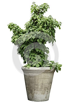 Green plant in a pot. photo