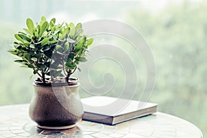 Green plant in pot on table