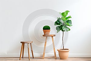 Green plant in a pot on a wooden stool against a white wall. Minimalist home office desk workspace