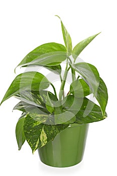 Green plant in Pottery vase. pothos, epipremnum.