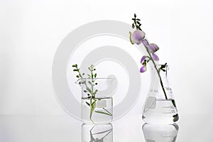 Green plant and purple flower flask and beaker in biotechnology cosmetic science white laboratory background