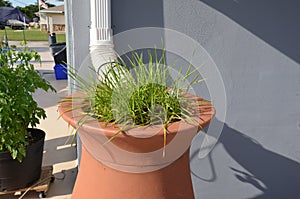 Green plant in rain barrel with gutter downspout and home