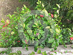 Green plant with redrose photo