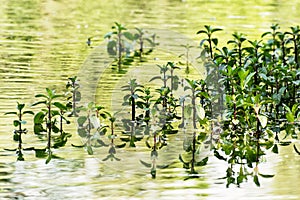 Green plant reflecting in the water, natural scene