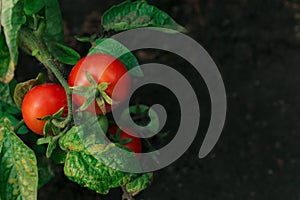 Green plant with ripe red tomatoes in garden, above view. Space for text