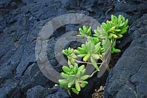 Green plant on rock