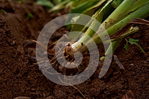 Green plant with roots ready for planting