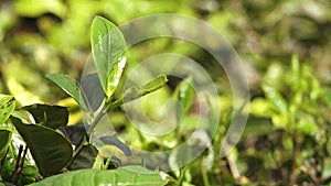 A green plant rustling in the wind in India