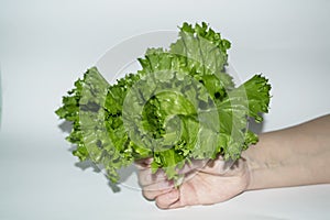 Green plant salad in a hand on a gray background