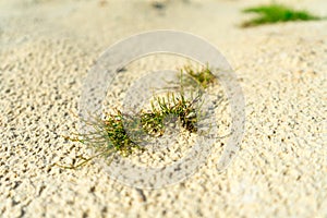 Green plant in the sandy desert. background