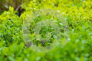 green plant seedlings for planting
