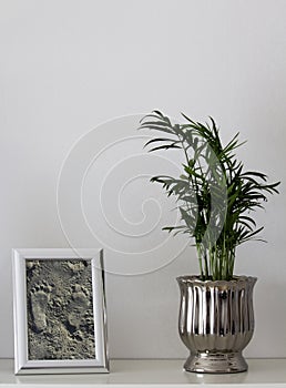 green plant on a shelf, next to it a picture frame with a picture I took on the sandy beach with footprints