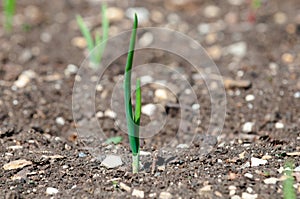 Green plant shoot growing in soil