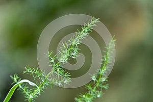 green plant similar to dill or fennel with drops of water and blurred background