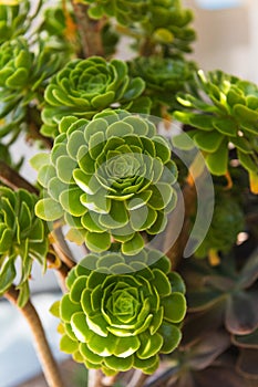 A green plant with small green leaves and a green flower photo