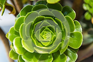 A green plant with small green leaves and a green flower photo