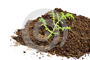 Green plant and soil isolated on a white background