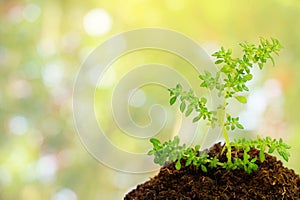 Green plant in soil over abstract nature background