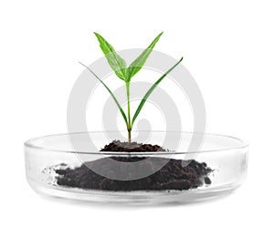 Green plant with soil in Petri dish isolated on white. Biological