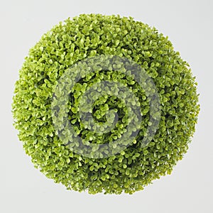 Green plant sphere on white