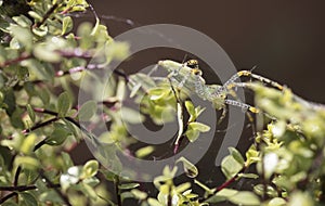 Green Plant Spider perched on Silversheen branches and leaves