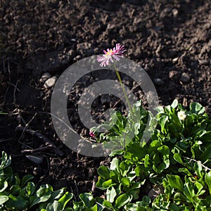 The green plant spreads to the unoccupied surface of the soil