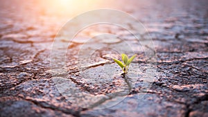 Green plant sprout in desert