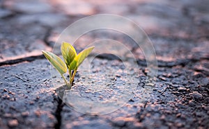 Green plant sprout in desert