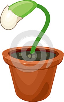 Green plant sprout in flower pot